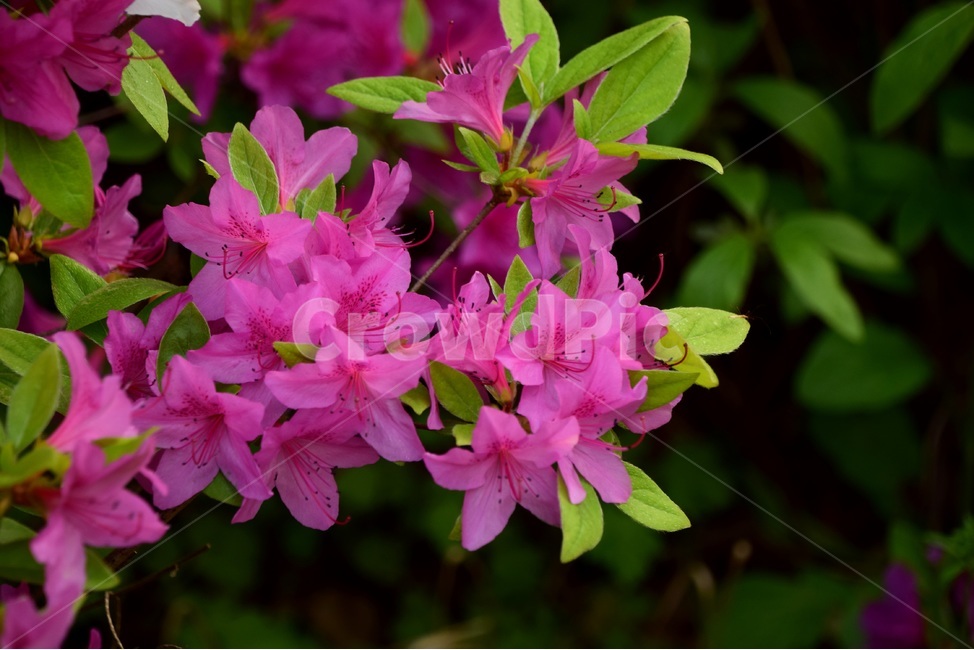 철쭉,봄,철쭉꽃,붉은철쭉,봄꽃,봄,계절,spring,season,식물,자연,plants,nature,꽃,flower,plant,geranium,제라늄,blossom
