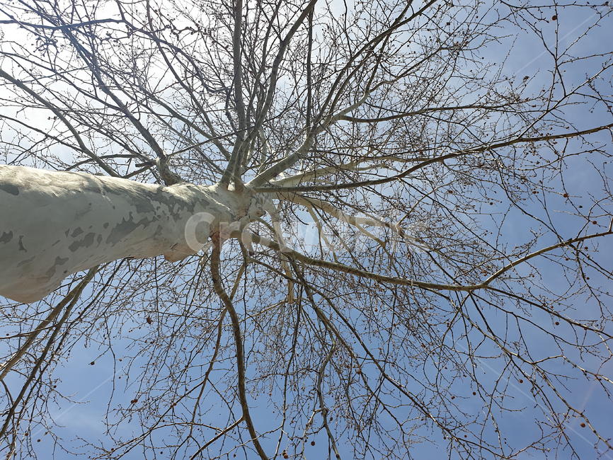 하늘,sky,자연,nature,구름,cloud,나무,tree,plant