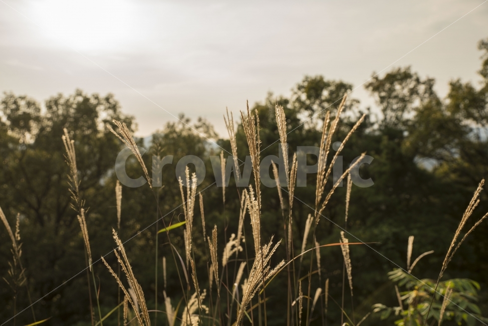 가을,저녁,갈대,풍경,감성,가을,계절,fall,autumn,season,식물,자연,plants,nature,감성,sensible,feeling,plant