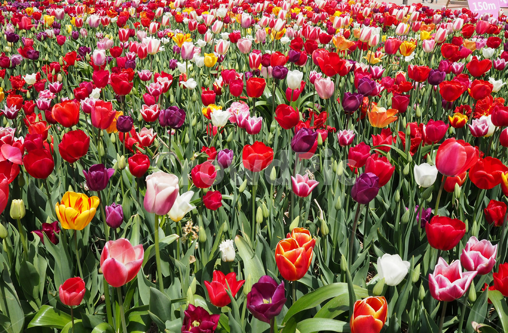 튤립,꽃,식물,봄,자연,계절,plants,spring,nature,flower,tullip