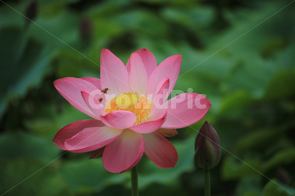꽃,가을,정원,꽃밭,연꽃,식물,자연,plants,nature,꽃,flower