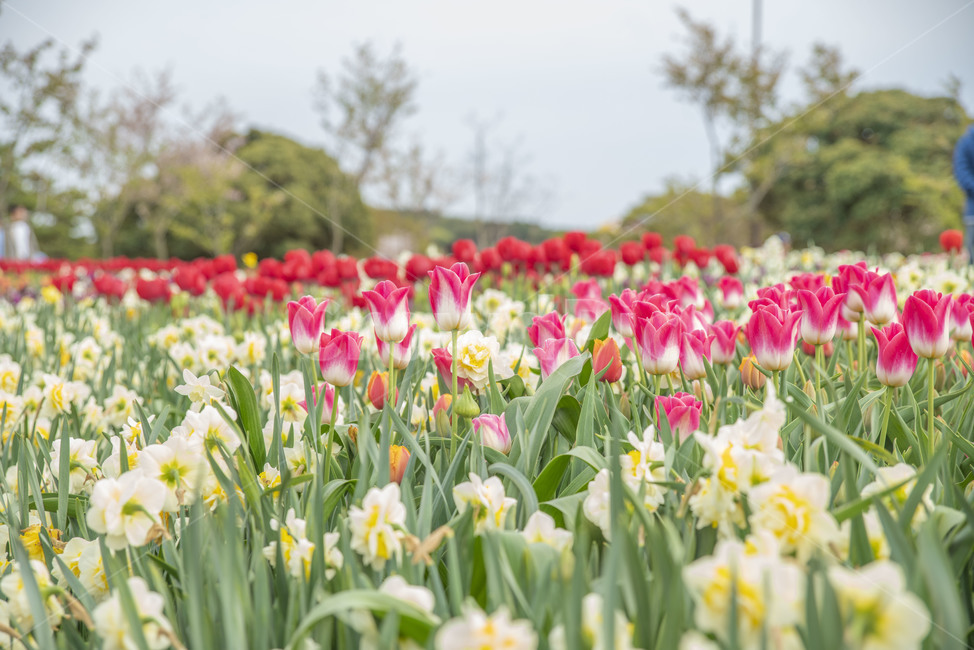 봄꽃,꽃,튤립,꽃밭,튤립축제,봄,계절,spring,season,식물,자연,plants,nature,꽃,flower,plant,blossom