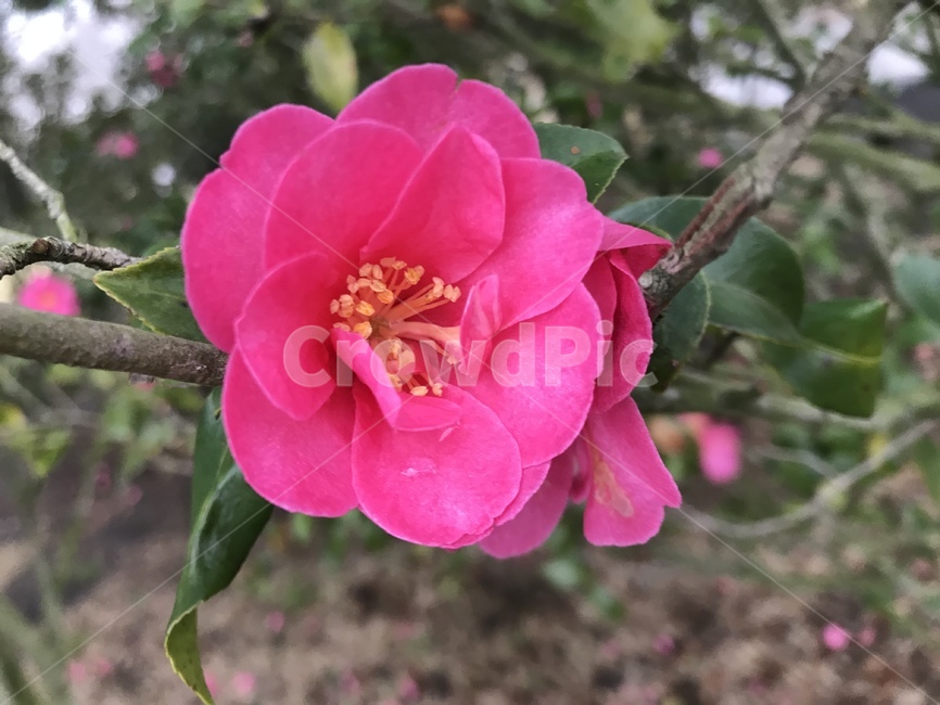제주동백꽃,동백꽃,제주도,꽃,flower,식물,분홍꽃