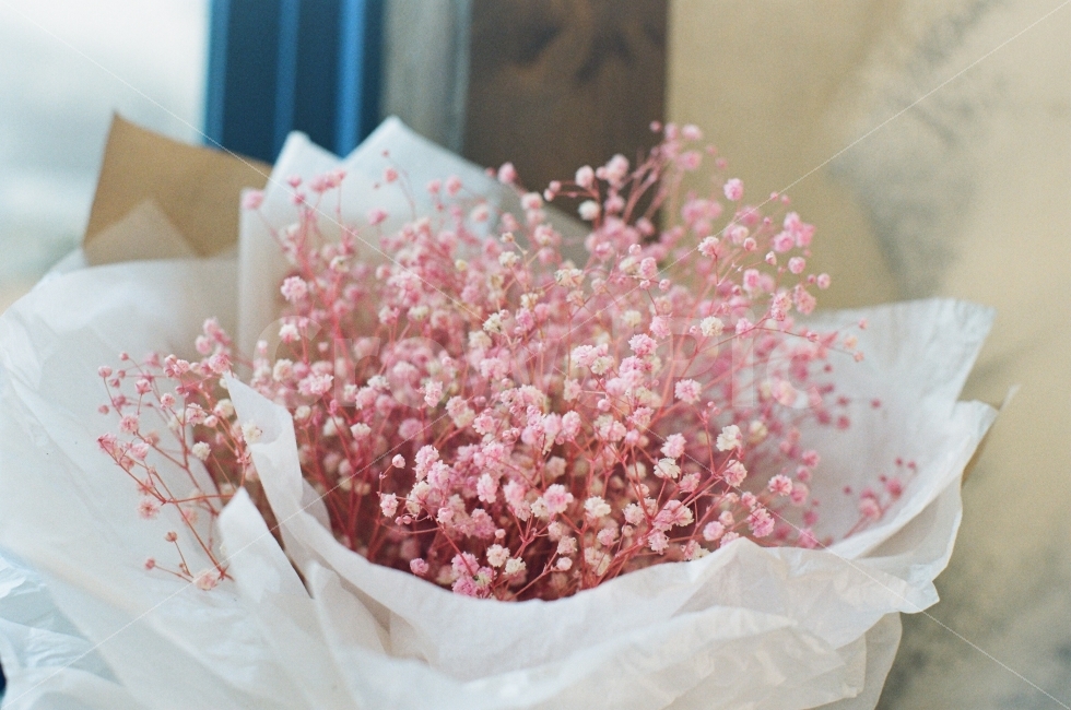 꽃,안개꽃,감성사진,필름,감성,식물,자연,plants,nature,꽃,flower,감성,sensible,feeling