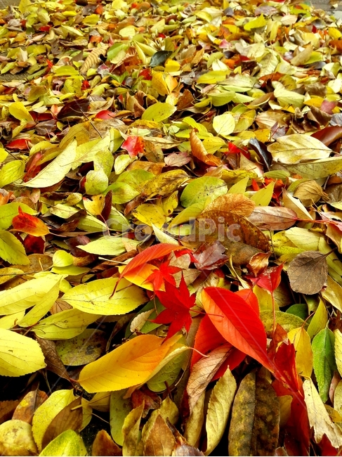 낙엽,fallenleaves,leaf,잎,가을,fall,maple,plant,식물,tree,나무,autumncolors,ground,바닥