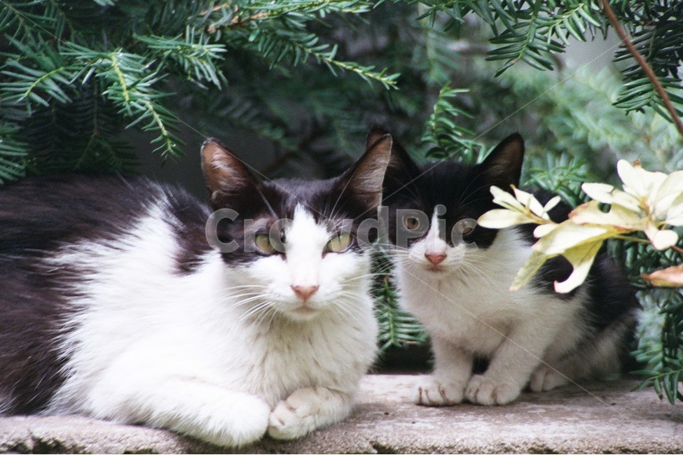 고양이,길고양이,동물,동물가족,필름사진,동물,animal,포유류,mammal,고양이,cat,kitten,kitty,가족,패밀리,family