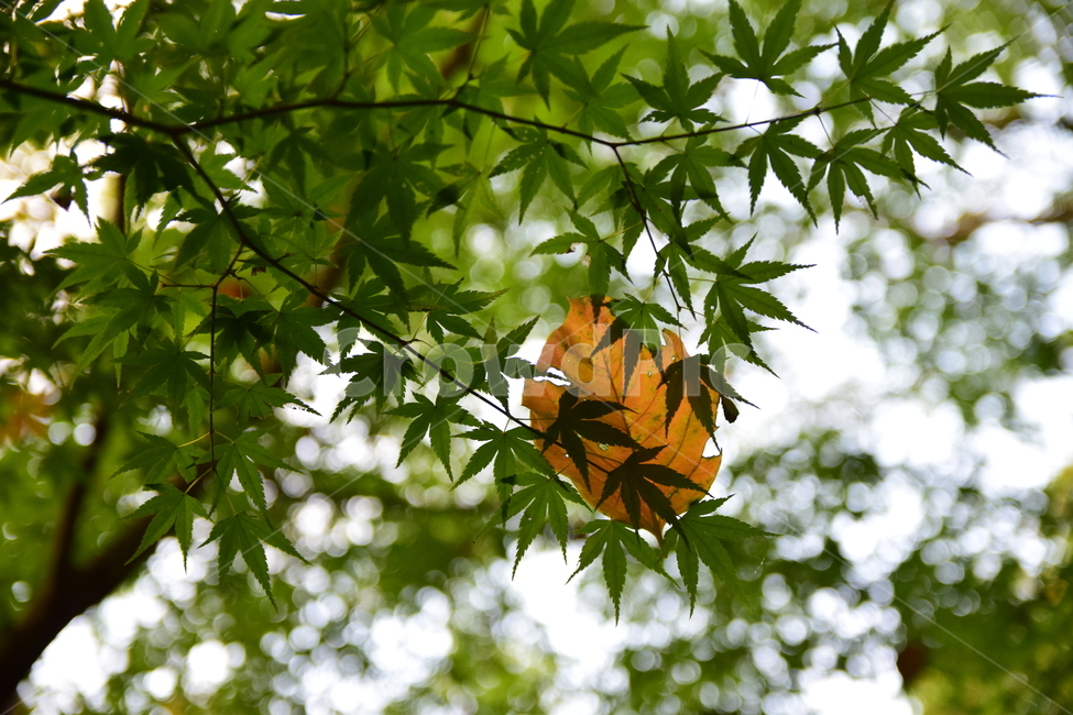 단풍,단풍나무,단풍잎,나뭇잎,잎,가을,청단풍,maple,leaf,leaves,autumn,식물,자연,plants,nature