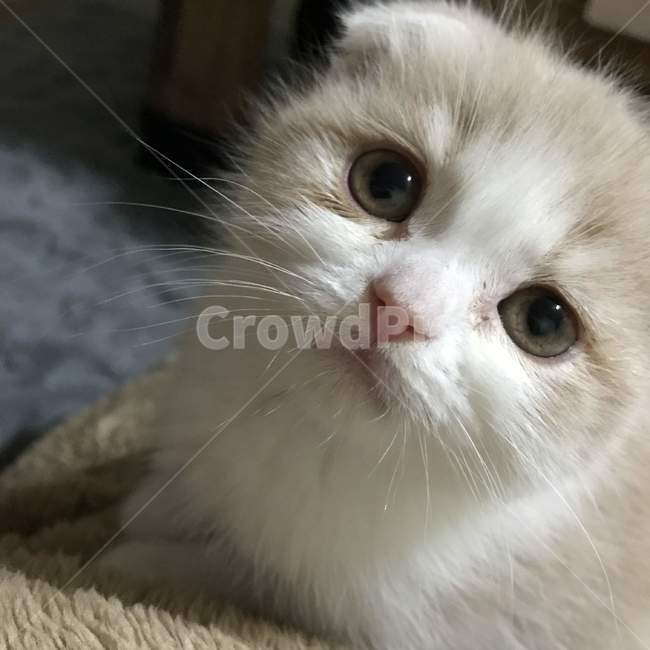 고양이,스코티쉬폴드,아깽이,집냥이,cat,야옹이