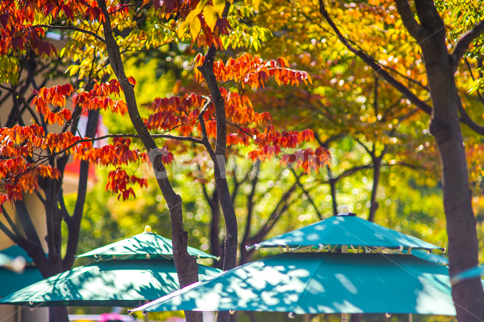가을,단풍,나무,잎,잎새,자연,풍경,계절,가을,계절,fall,autumn,season,tree,plant,식물,leaf