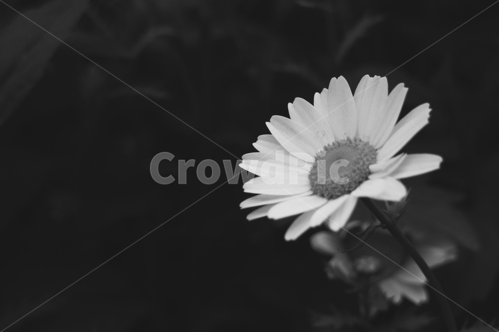 봄,흑백,꽃,블랙,화이트,감성,식물,자연,plants,nature,꽃,flower,흑백,모노톤,monochrome,black and white