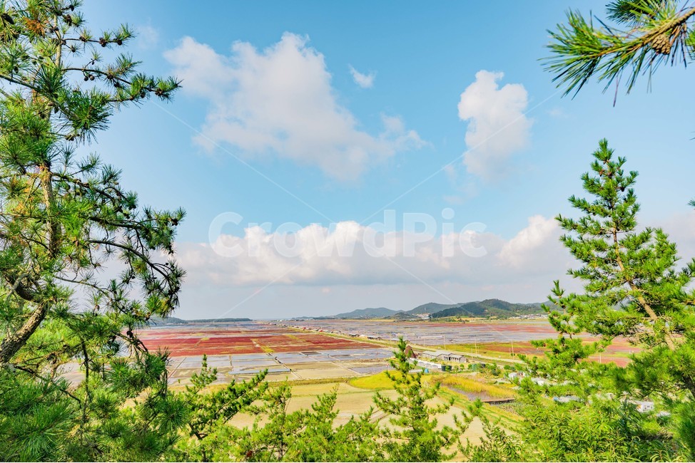 칠면초,신안,전라남도,숲,밀림,나무,자연,풍경,nature,landscape