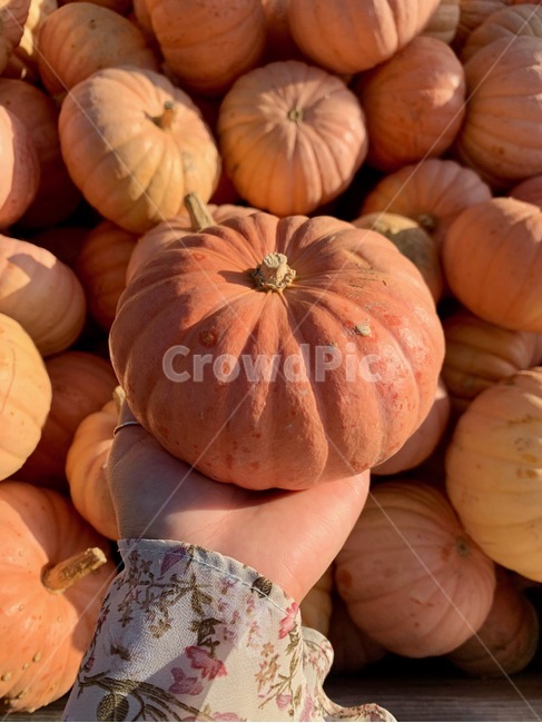 호박,주황,오렌지색,야채,신선한,싱싱한,야채가게,야채마트,야채시장,펌킨,pumpkin,plant,식물,vegetable,food,음식,produce,음식,식재료,요리,food,cook,meal,dishes,food reserves