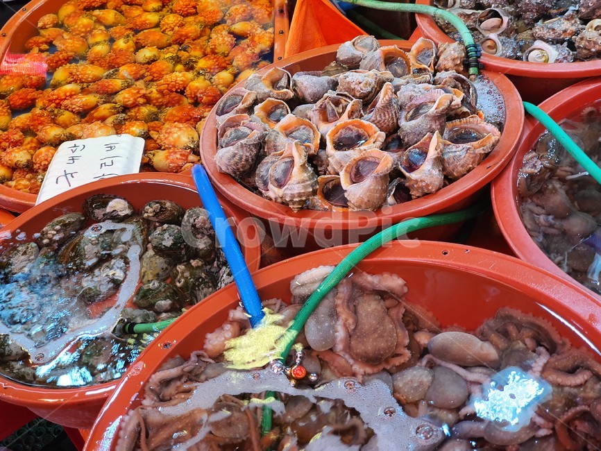 해산물,수산시장,어시장,수산물,소라,새조개,멍게,멍개,낙지,조개,시장,뻘낙지,꽃게,가리비,food,식재료,요리,seafood,수산물,해산물,fishery products,seafood