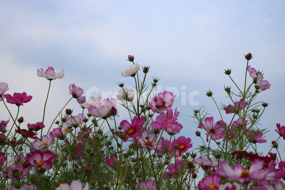 코스모스,꽃,코스모스꽃,식물,자연,야생화,국화과,가을,가을,계절,fall,autumn,season,식물,자연,plants,nature,꽃,flower,geranium,제라늄,blossom,plant