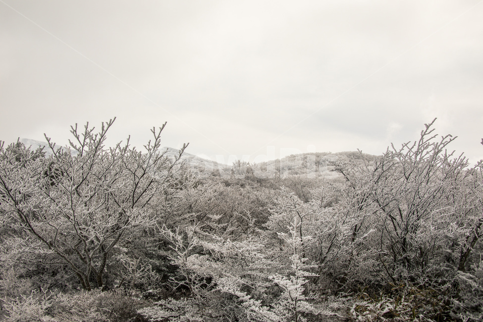 눈,설경,한라산설경,풍경,snow,landscape,1100고지,겨울,계절,winter,season,자연,풍경,nature,landscape,outdoors,옥외,frost,서리