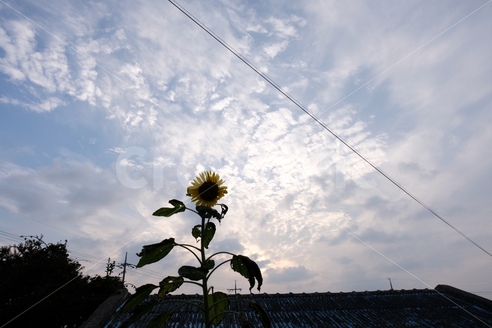 해바라기,하늘,꽃,구름,가을,가을풍경,자연,식물,자연,plants,nature,꽃,flower