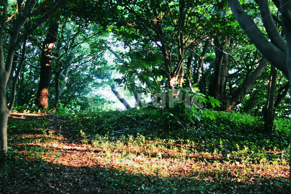 숲,햇빛,자연,초록,여름,녹음,나무,빛,햇살,계절,summer,forest,natural,green,tree,wood,sunshine,plants,여름,계절,summer,season,자연,풍경,nature,landscape