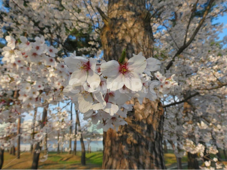 flower,벚꽃,꽃,cherry,하늘,푸름,sky