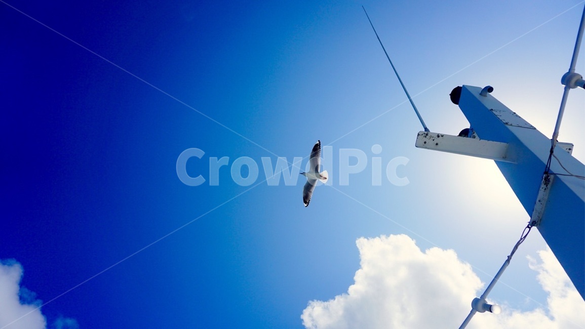 하늘,갈매기,sky,gull,ferry