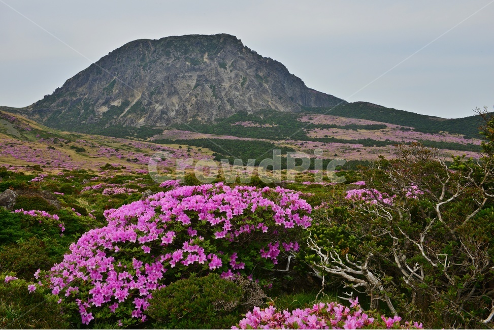 제주,한라산,한라산철쭉,한라산봄,봄,계절,철쭉,철쭉꽃,영실,윗세오름,언덕,plant,식물,nature,자연,outdoors,옥외,경치,경관,풍경,비경,제주비경,제주봄,자연,풍경,nature,landscape
