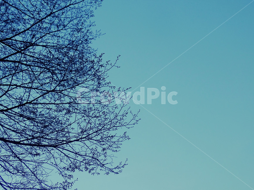하늘,나무,식물,저녁,노을,자연,풍경,nature,landscape
