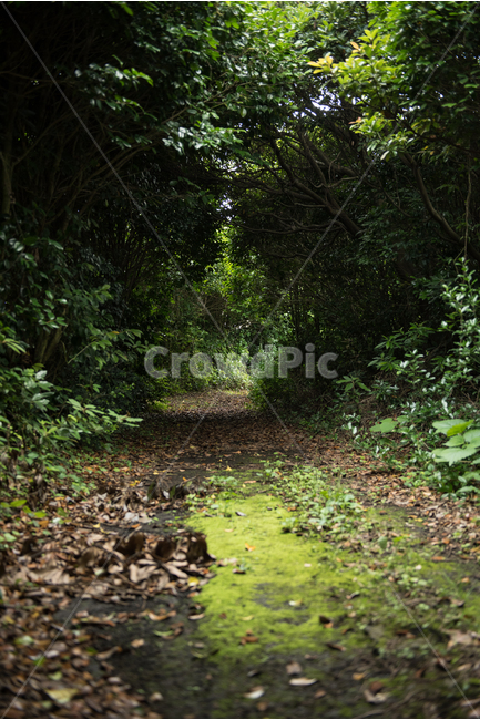 오솔길,길,숲,비밀,배경,조용한,차분한,습한,문,정원,자연,자연,풍경,nature,landscape,ground,바닥,plant,식물