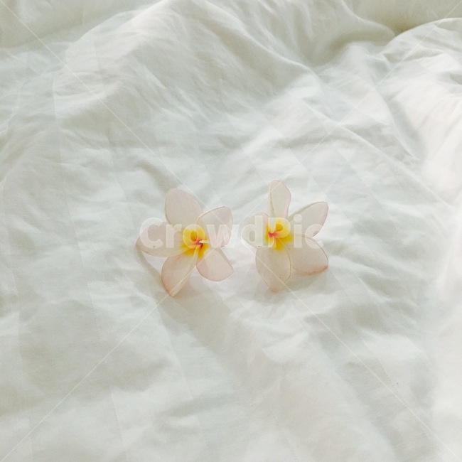 라오스,꽃,독참파,노랑,라오스국화,flower