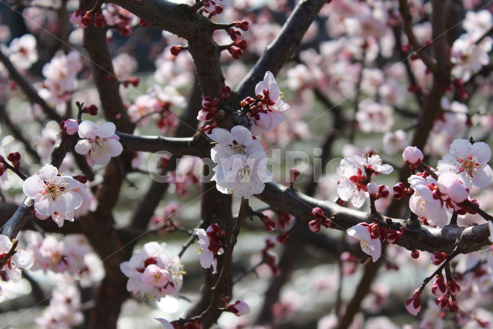 꽃,봄,spring,계절,꽃나무,flower,plant,식물,색감,매화,분위기