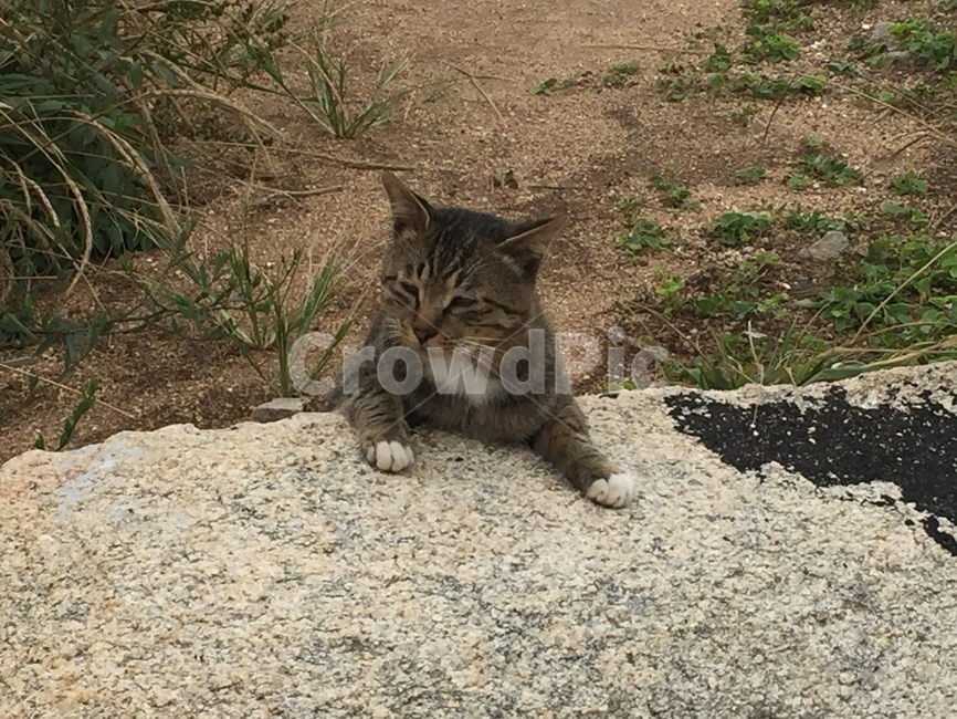 고양이,동물,길고양이,야용이,바닷가