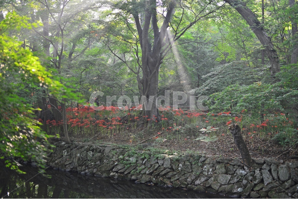 outdoors,옥외,leaf,잎,tree,나무,treetrunk,나무줄기,plant,식물,flower,blossom,꽃,고창,선운사,상사화,꽃무릇,만개,아침,도솔천,반영,빛내림