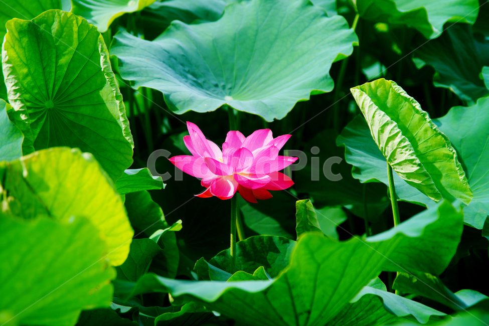 꽃,여름,연꽃,연잎,봉우리,푸른,나뭇잎,식물,자연,plants,nature,꽃,flower