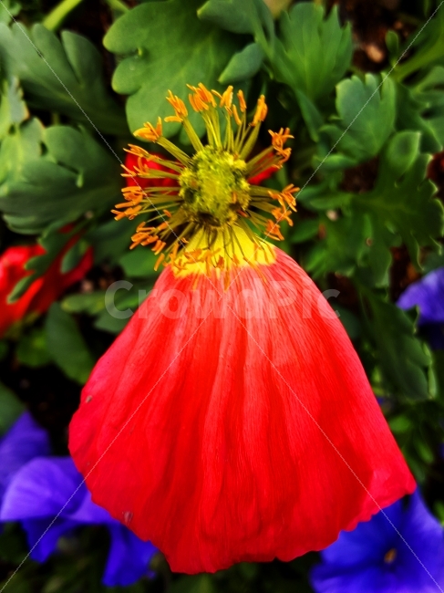 곷잎,꽃,식물,붉은색,빨강,식물,자연,plants,nature,꽃,flower