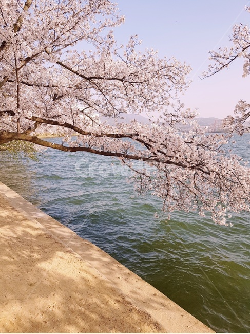 꽃,벚꽃,봄,cerryblossom,사쿠라,봄바람,호수,벚꽃축제