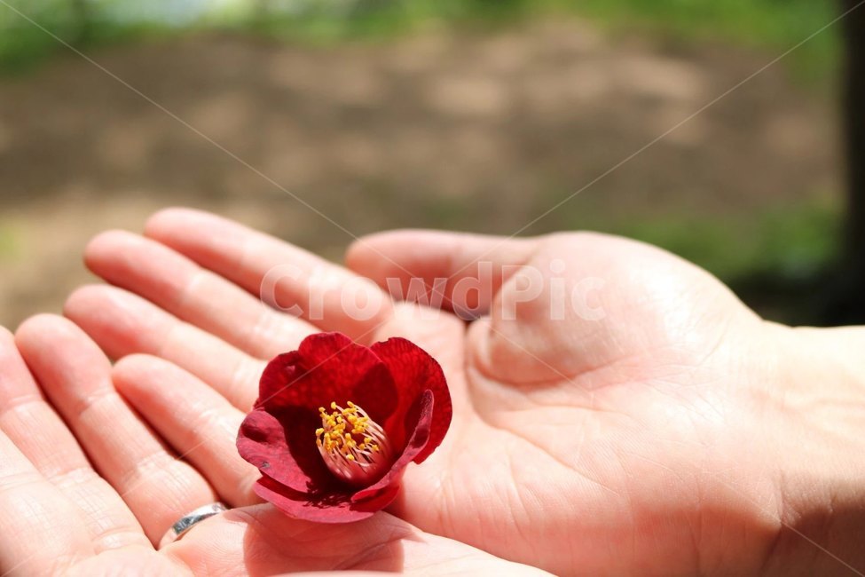 동백꽃,꽃,감성사진,flower,손,꽃,flower,감성,sensible,feeling