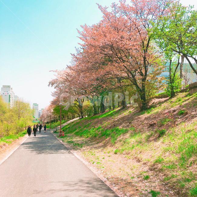 벚꽃,벚꽃나무,blossom,벚나무,cherryblossoms,하늘,sky,나무,tree,trees,산책,산책로,kirsche