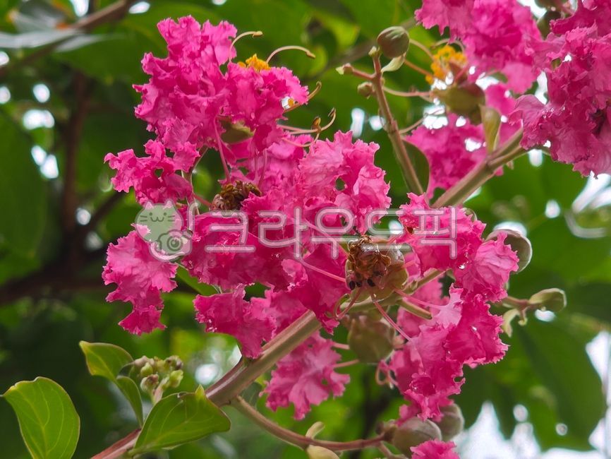 배롱나무,crapemyrtle,쌍떡잎식물,속씨식물,백일홍나무,간즈름나무,간지럼나무