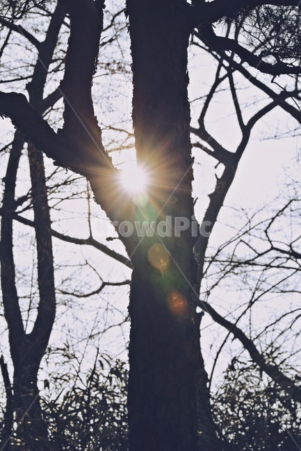 나무,그림자,햇빛,플레어,실루엣,tree,sunlight,silhouette,shadow,flare,식물,자연,plants,nature,나무,trees,wood