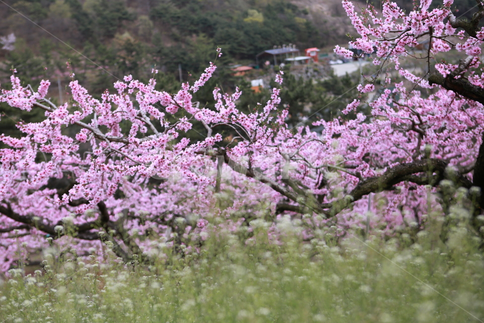복사꽃,봄풍경,농사,분홍,들판,풍경,산,봄