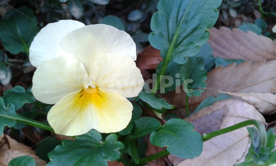 plant,식물,flower,꽃,blossom,yellow