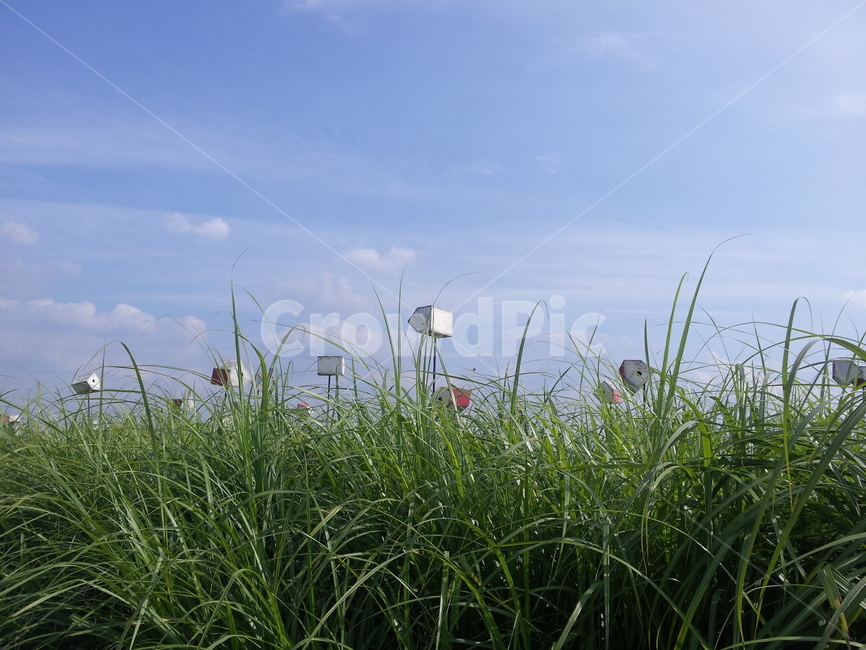 잔디,식물,풀,억세풀,하늘,자연,풍경,식물,자연,plants,nature