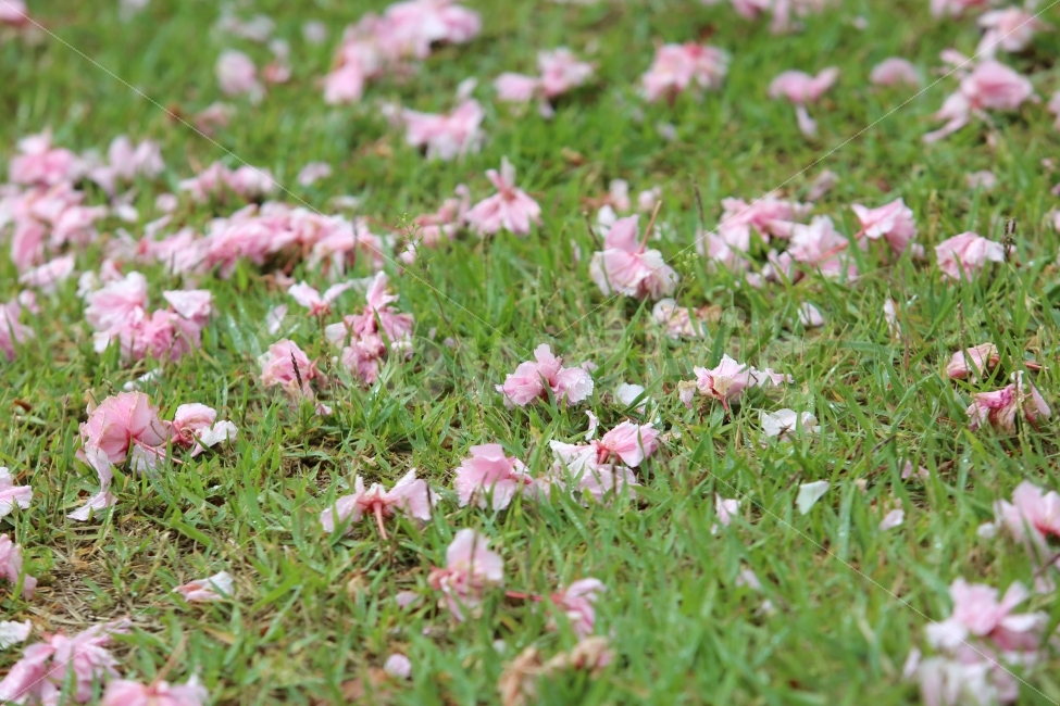 꽃잎,꽃,낙화,분홍,봄,봄,계절,spring,season,식물,자연,plants,nature,꽃,flower,plant