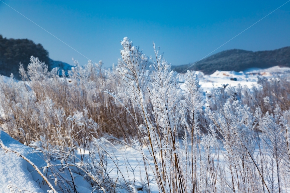 상고대,눈,겨울,아침,자연,풍경,겨울,계절,winter,season,식물,자연,plants,nature