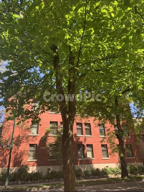 tree,나무,plant,식물,treetrunk,나무줄기,자연,녹색식물,나뭇잎