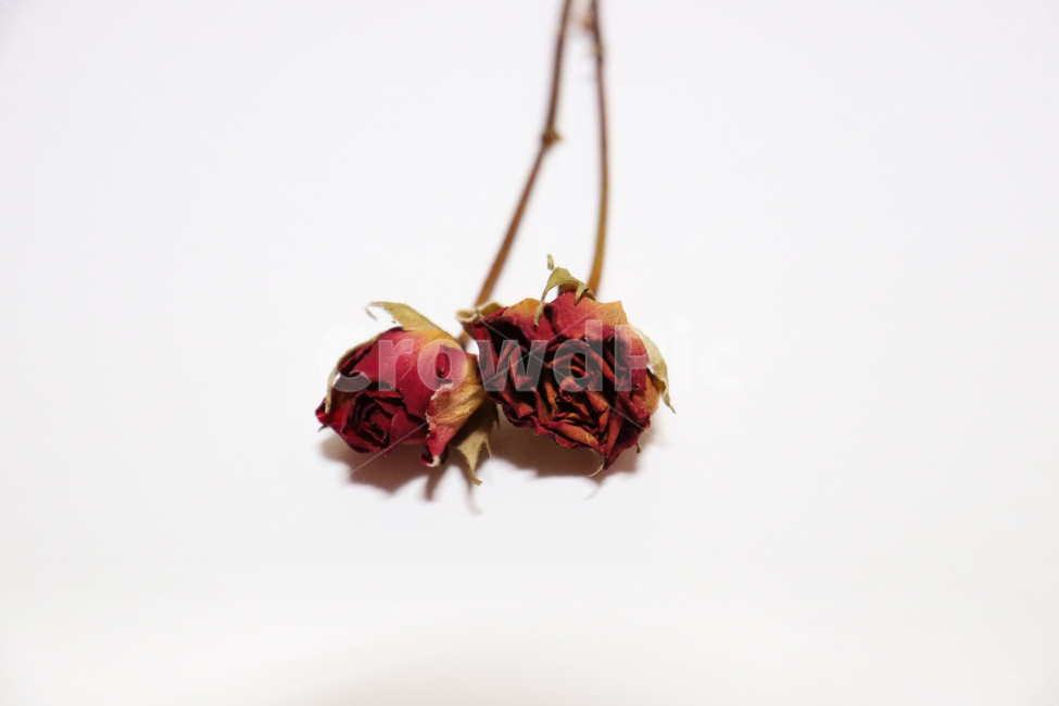 천일홍,장미,미니장미,꽃,드라이플라워,말린꽃,식물,자연,plants,nature,꽃,flower