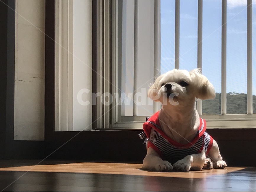 가족,강아지,말티즈,낮잠,나른함,귀여움,하품,졸림,동물,animal,포유류,mammal,개,강아지,dog,doggy