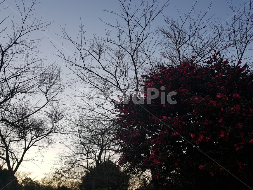 식물,tree,나무,배경,노을,sunset,plant