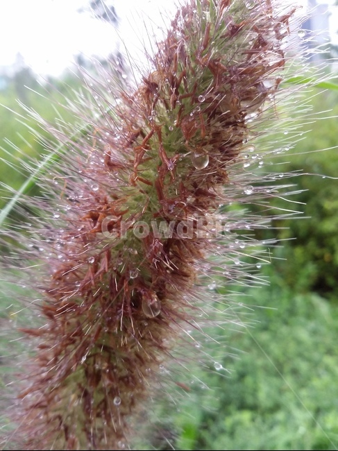 식물,plant,풀,물방울,이슬,자연,식물,자연,plants,nature