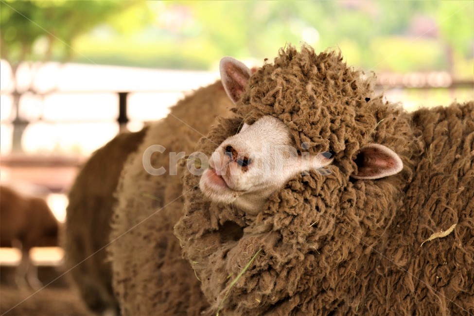 양,양털,동물,털,장모,동물,animal,포유류,mammal