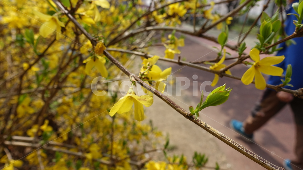 개나리,봄꽃,꽃,식물,꽃나무,식물,자연,plants,nature,꽃,flower
