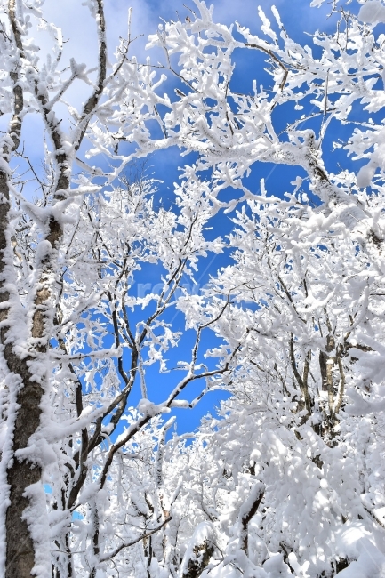 무등산,국립공원,풍경,힐링,산행,설경,상고대,서리꽃,서석대,입석대,안양산,백마능선,장불재,증심사,중봉,중머리재,천왕봉,지왕봉,Korea,National,Park,눈풍경,등산,주상절리,판타스틱,겨울왕국,겨울,지질공원,인왕봉,천지인,설국,2018년,1월,눈꽃,파란하늘,트레킹,winter,landscape,감성,아름다운,황홀한,장관,비경,선경,최고,사진,겨울,계절,winter,season,식물,자연,plants,nature,나무,trees,wood